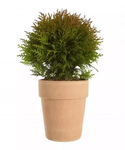 Thuja 'Danica' - Kulethuja 19 cm
