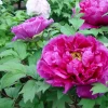 Paeonia Sufruticosa 'Ling hua zhan lu' - Trepion 21 cm