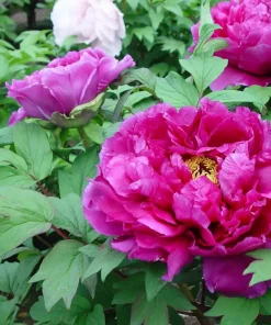 Paeonia Sufruticosa 'Ling hua zhan lu' - Trepion 21 cm