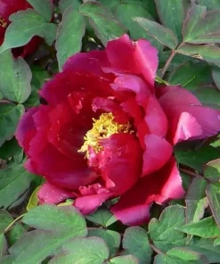 Paeonia Suffruticosa 'Wu yin yao hui' - Trepion 21 cm