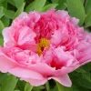 Paeonia Sufruticosa 'Rou fu rong' - Trepion 21 cm