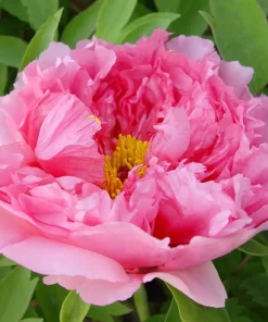 Paeonia Sufruticosa 'Rou fu rong' - Trepion 21 cm