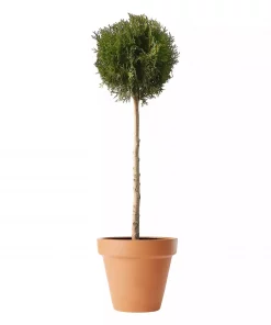 Thuja occidentalis 'Smaragd' 26 cm oppstammet