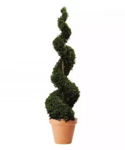 Thuja occidentalis 26 cm spiral