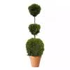 Thuja occidentalis 'Smaragd' 29 cm trio ball