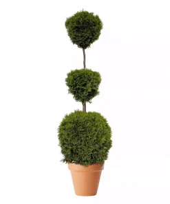 Thuja occidentalis 'Smaragd' 29 cm trio ball