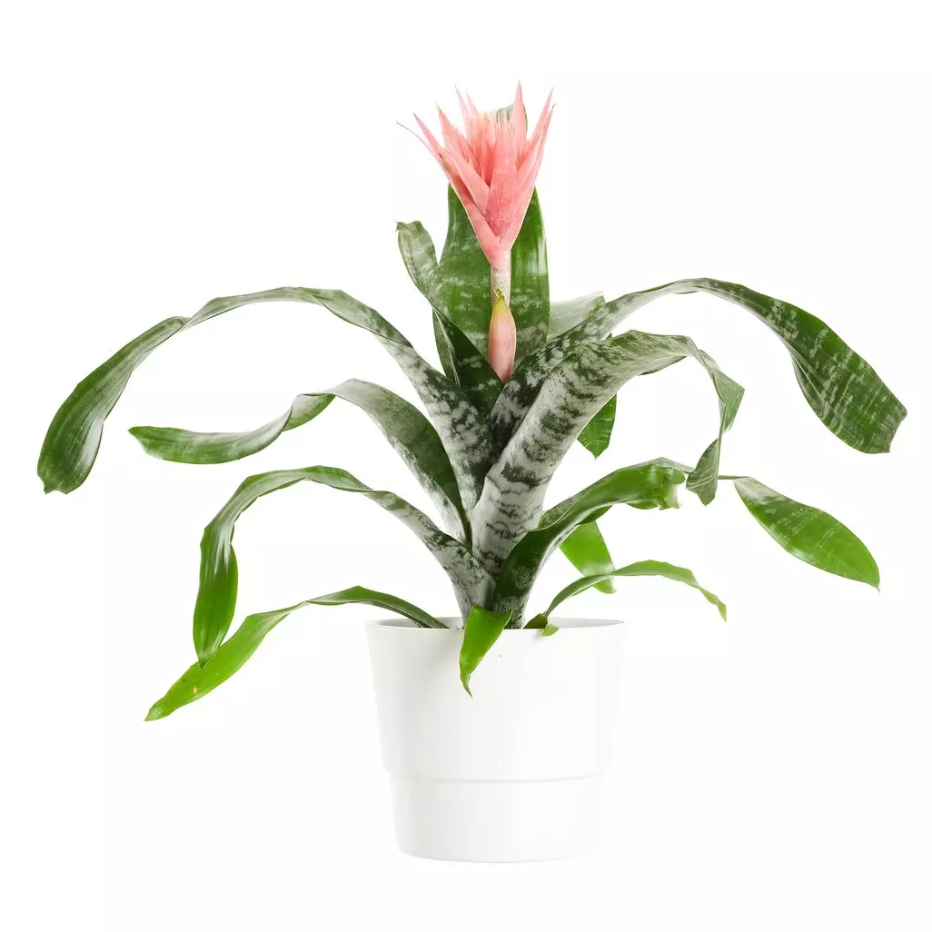 Aechmea - Flekkrukke 15 cm