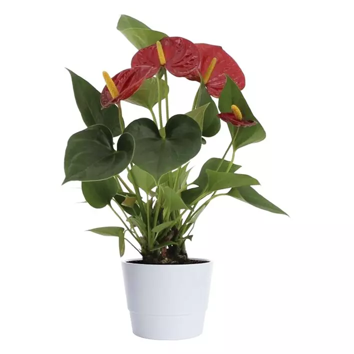 Anthurium - Flamingoblomst 12 cm