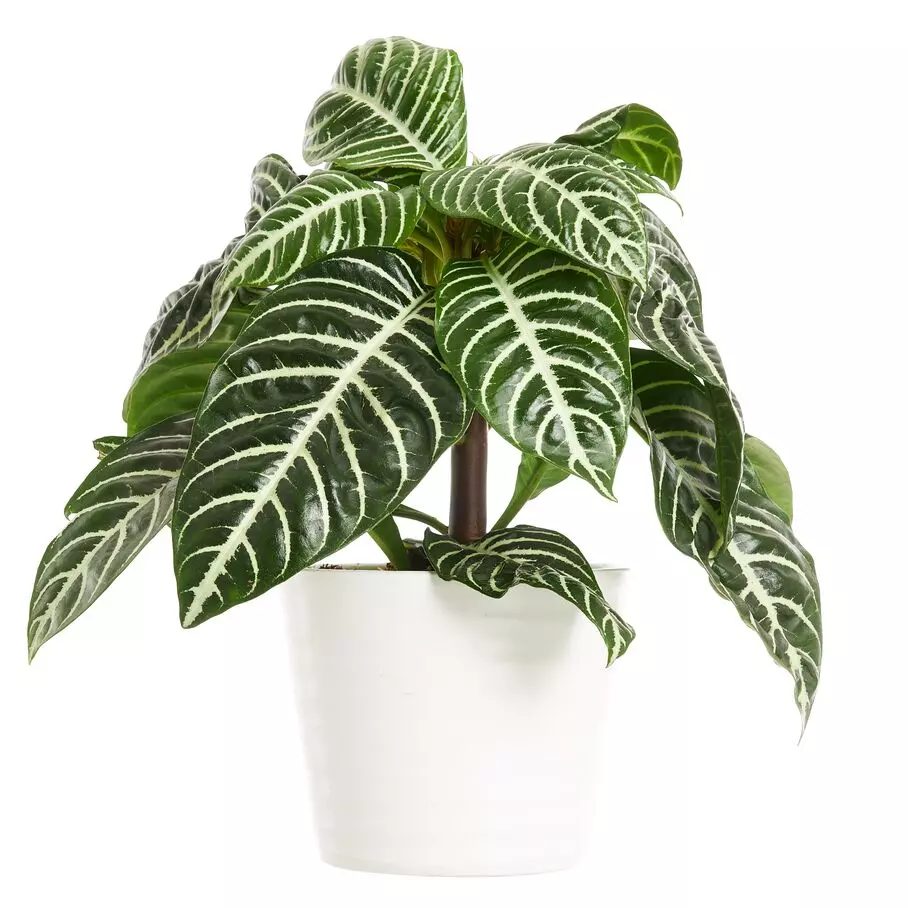 Aphelandra - Sebraplante 13 cm