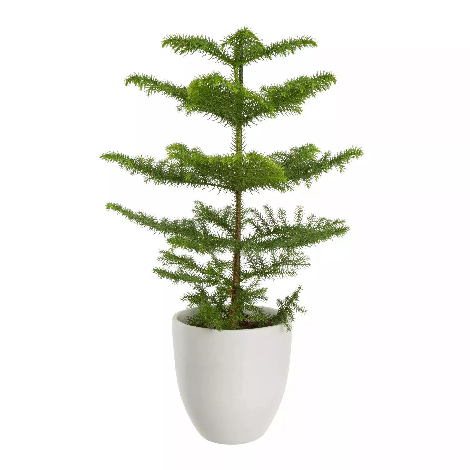 Araucaria - Stuegran 17 cm