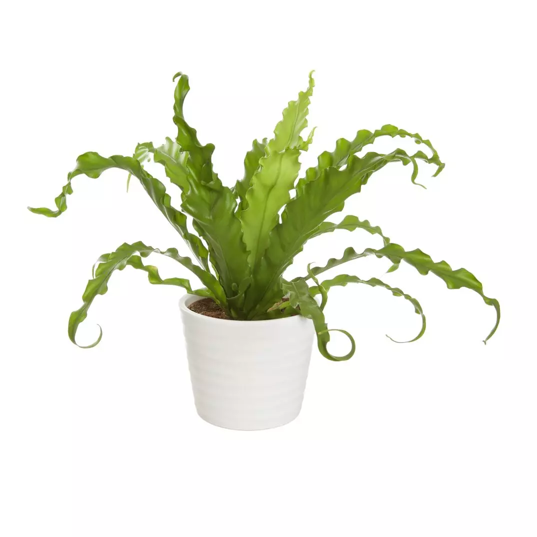 Asplenium Osaka - Fugleredebregne 12 cm
