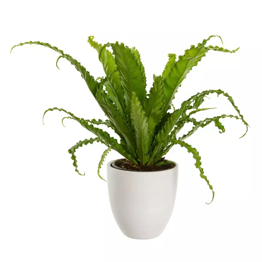 Asplenium Osaka - Fugleredebregne 17 cm