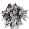 Begonia - Bladbegonia Beleaf 17 cm
