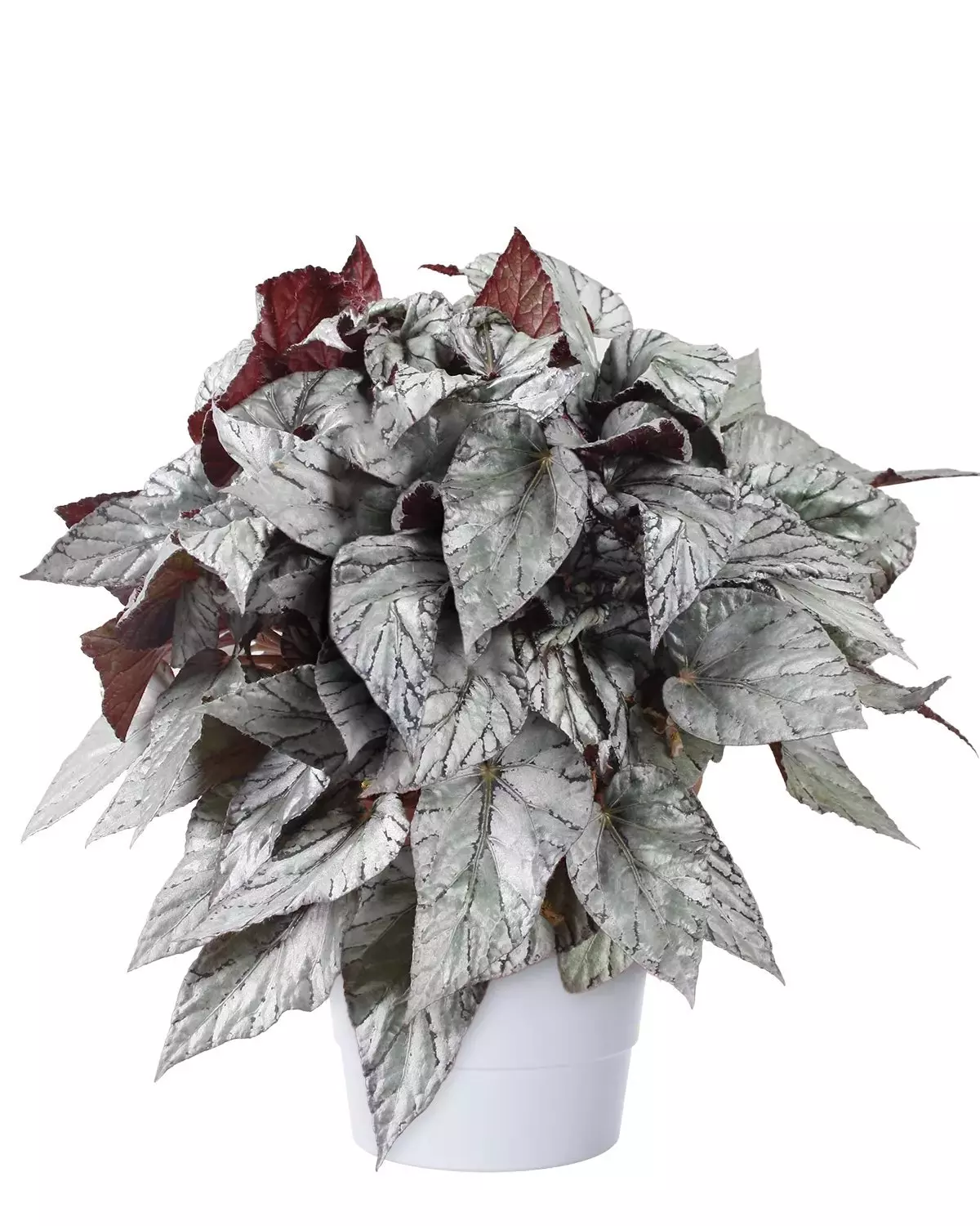 Begonia - Bladbegonia Beleaf 17 cm
