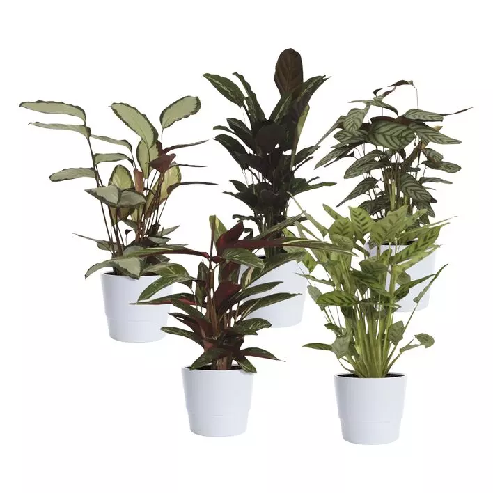 Calathea - Fiskebensplante 17 cm