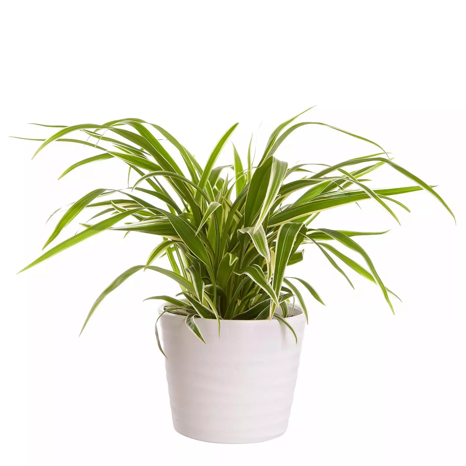 Chlorophytum - Grønnrenner 12 cm