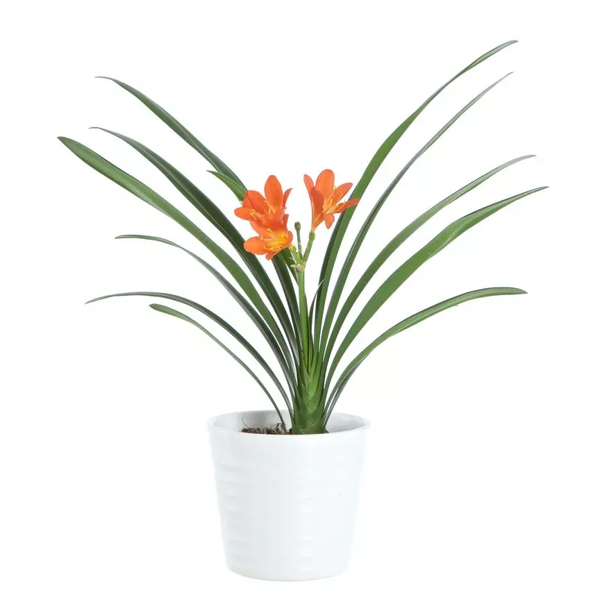 Clivia - Mønjelilje 13 cm