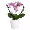Phalaenopsis - Orkide Hjertebøyle 12 cm
