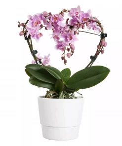 Phalaenopsis - Orkide Hjertebøyle 12 cm