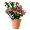 Hydrangea paniculta - Syrinhortensia 'Polestar' ('Switch') 19 cm
