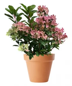 Hydrangea paniculta - Syrinhortensia 'Polestar' ('Switch') 19 cm