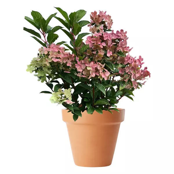 Hydrangea paniculta - Syrinhortensia 'Polestar' ('Switch') 19 cm
