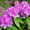 Rhododendron 23 cm