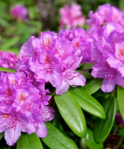 Rhododendron 23 cm