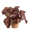 Heuchera - Alunrot 19 cm