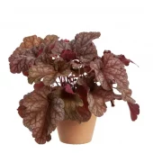 Heuchera - Alunrot 19 cm