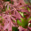 Acer palmatum Shaina - Viftelønn Oppstammet 19 cm