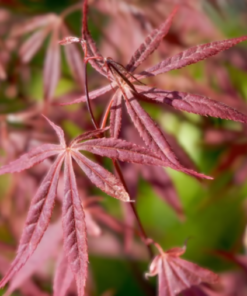 Acer palmatum Shaina - Viftelønn Oppstammet 19 cm