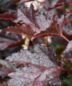 Acer platanoides - Spisslønn 'Crimson Sentry' 150