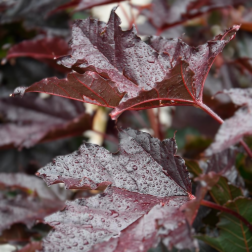 Acer platanoides - Spisslønn 'Crimson Sentry' 150