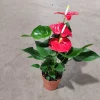 Anthurium - Flamingoblomst hvit 12 cm