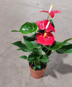 Anthurium - Flamingoblomst hvit 12 cm