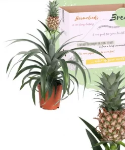 Ananas 12 cm