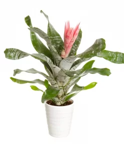 Aechmea - Flekkrukke 12 cm