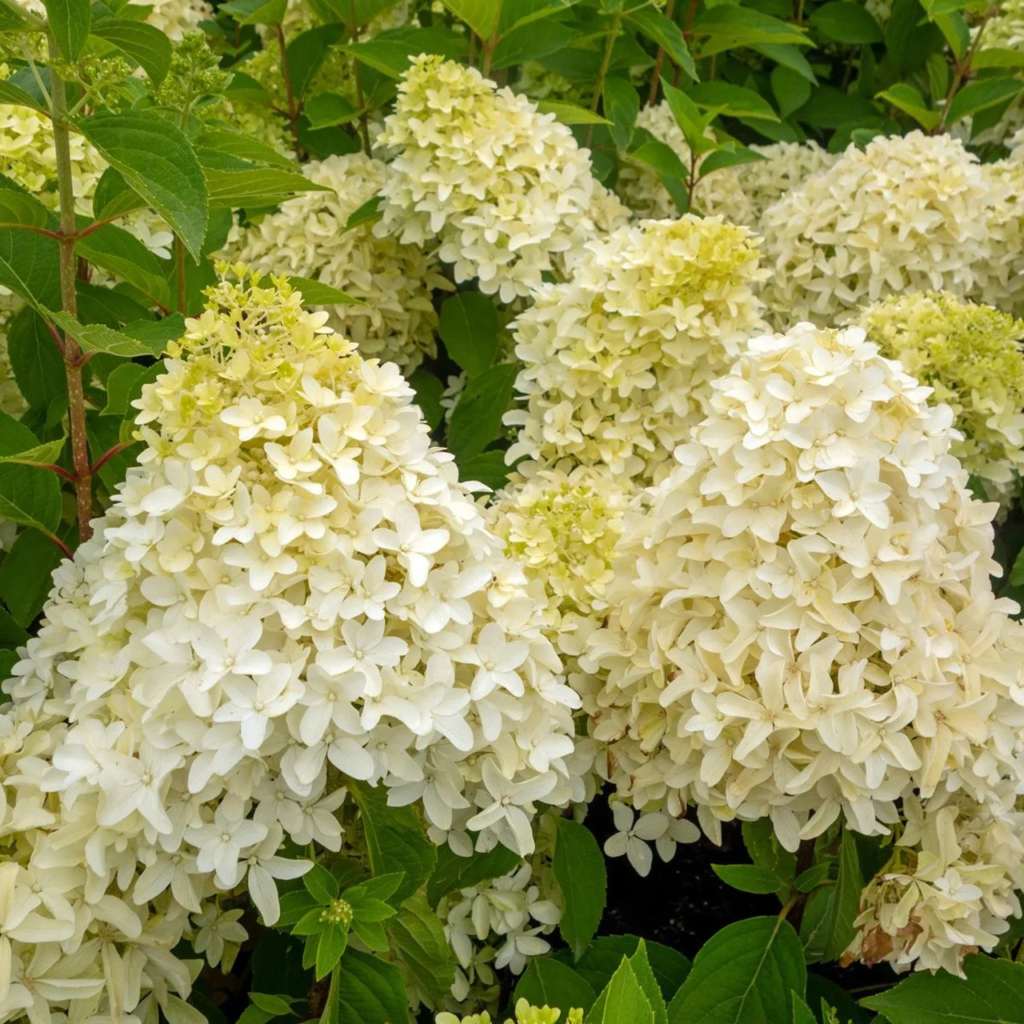 Hydrangea paniculata - Syrinhortensia 19 cm - Plantehallen AS
