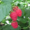 Rubus idaeus 'Malling Promise' -Bringebær 14 cm