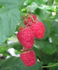 Rubus idaeus 'Malling Promise' -Bringebær 14 cm