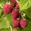 Rubus idaeus 'Autumn Bliss' - Bringebær 14 cm