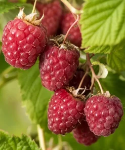 Rubus idaeus 'Autumn Bliss' - Bringebær 14 cm