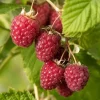 Rubus idaeus 'Schönemann' - Bringebær 14 cm