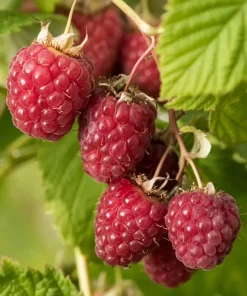 Rubus idaeus 'Schönemann' - Bringebær 14 cm