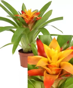 Guzmania - Tungejuvel mini