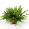 Nephrolepsis - Bregne Green Lady 17 cm
