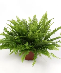 Nephrolepsis - Bregne Green Lady 17 cm