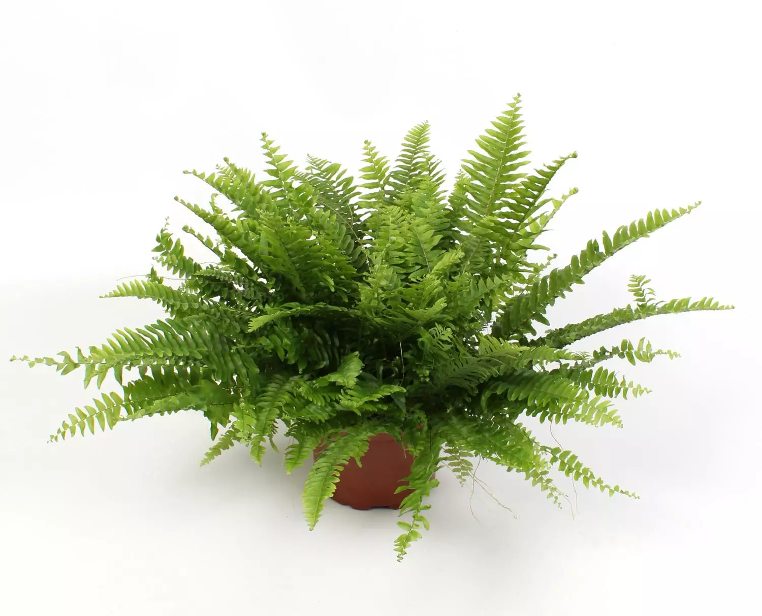 Nephrolepsis - Bregne Green Lady 17 cm