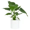 Alocasia - Elefantøre 19 cm